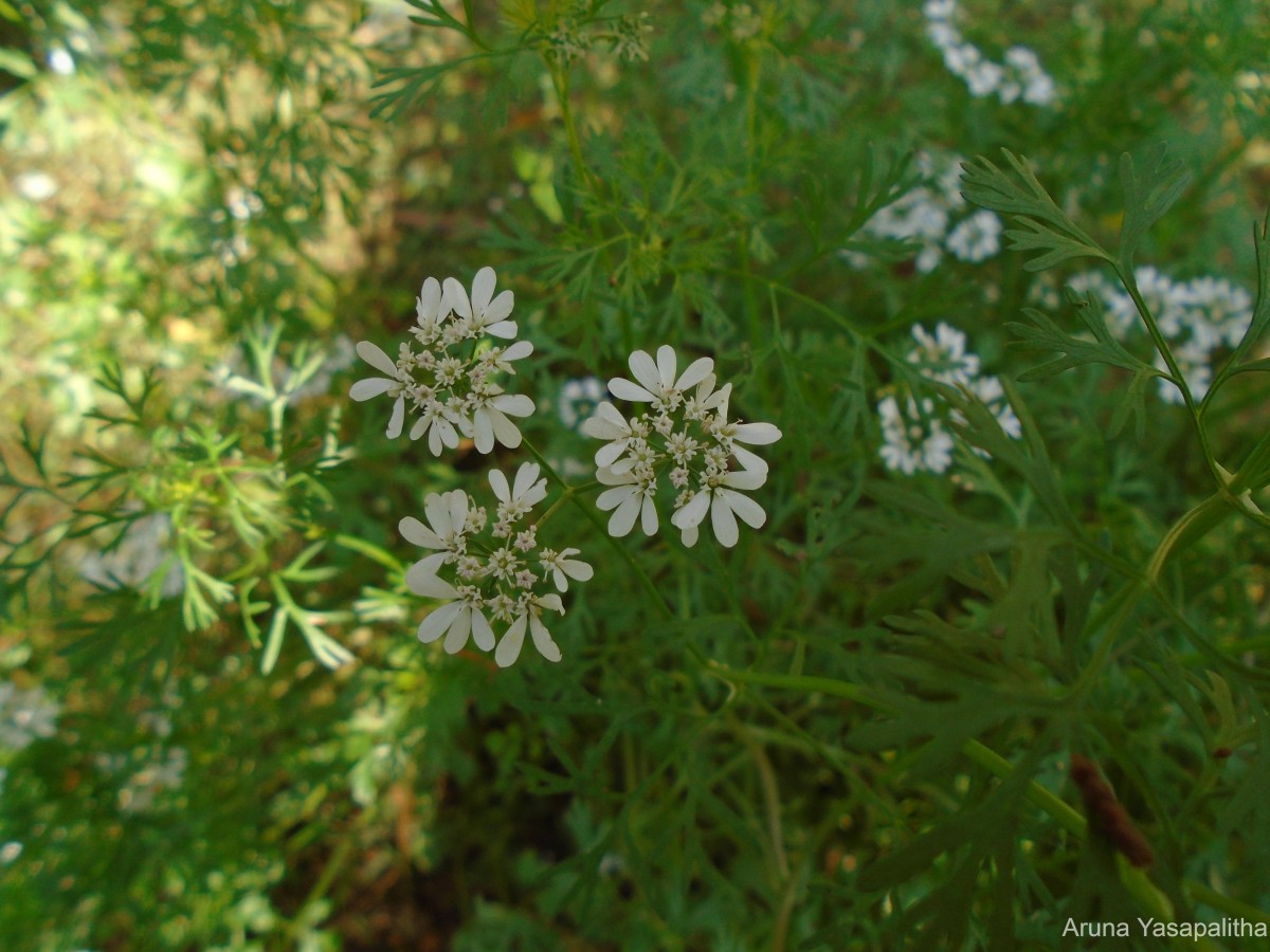 Coriandrum sativum L.